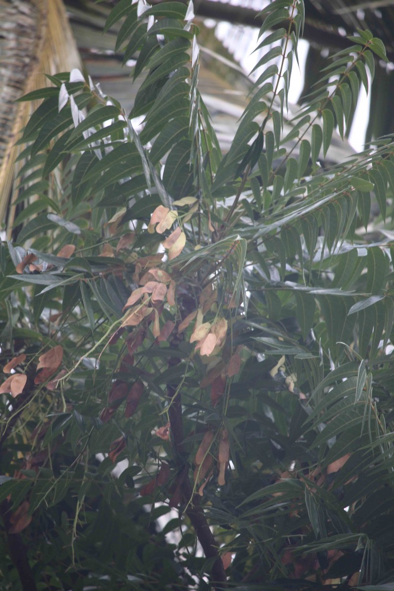 Ailanthus triphysa (Dennst.) Alston